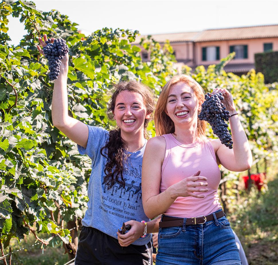 Harvesting Grapes